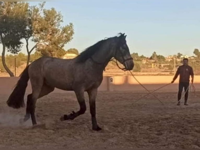 Spanish Sporthorse Stallion 5 years 15,2 hh Dun in Pedralba