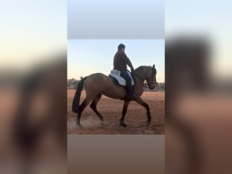 Spanish Sporthorse Stallion 5 years 15,2 hh Dun in Pedralba