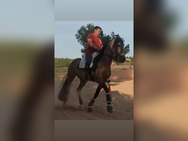 Spanish Sporthorse Stallion 5 years 15,2 hh Dun in Pedralba