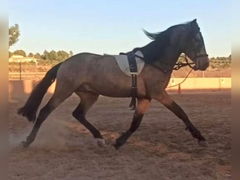 Spanish Sporthorse Stallion 5 years 15,2 hh Dun in Pedralba