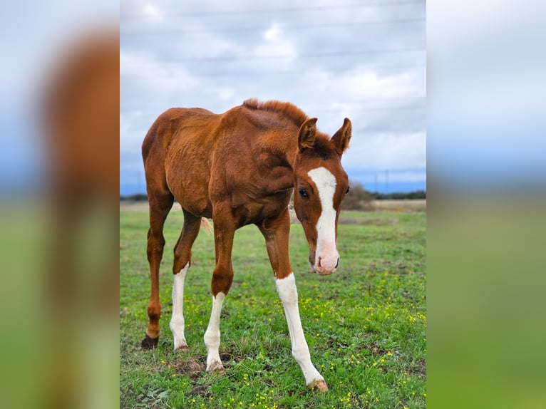 Spanish Sporthorse Stallion 5 years 16,1 hh Chestnut-Red in Navalmoral De La Mata