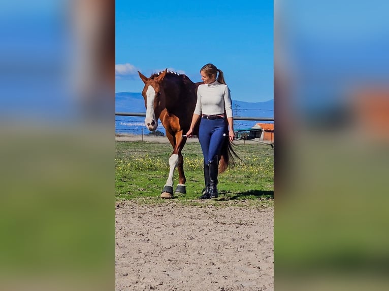 Spanish Sporthorse Stallion 5 years 16,1 hh Chestnut-Red in Navalmoral De La Mata