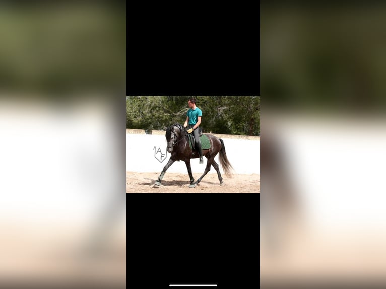 Spanish Sporthorse Stallion 5 years 16,1 hh Gray in Chiva