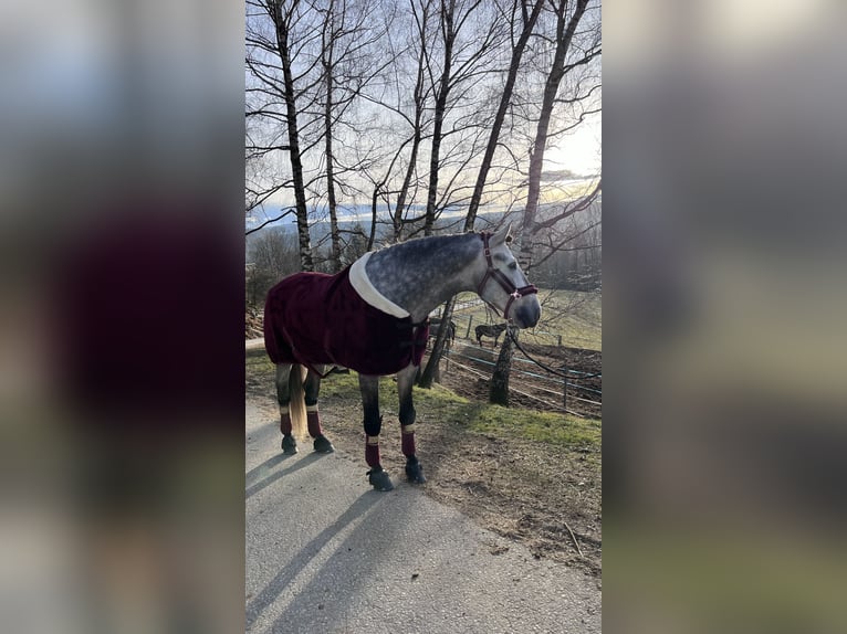 Spanish Sporthorse Stallion 5 years 16,2 hh Gray-Dapple in Bad Kleinkirchheim