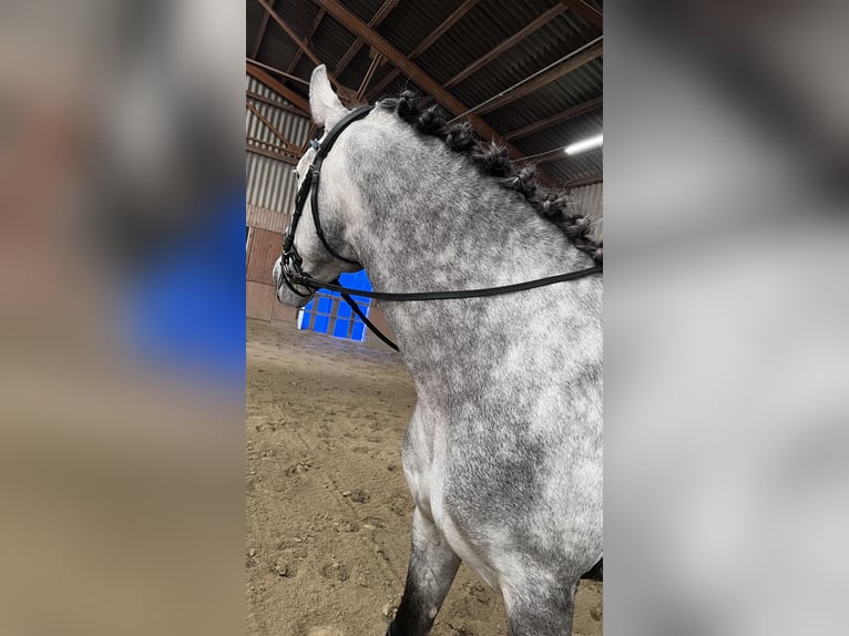 Spanish Sporthorse Stallion 5 years 16,2 hh Gray-Dapple in Bad Kleinkirchheim