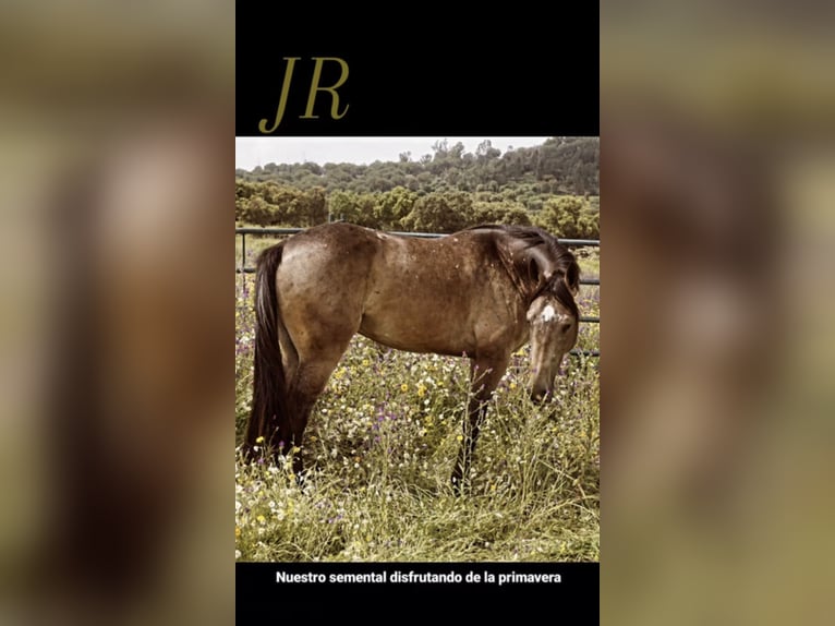 Spanish Sporthorse Stallion 5 years 16 hh Dun in Cala&#xF1;as