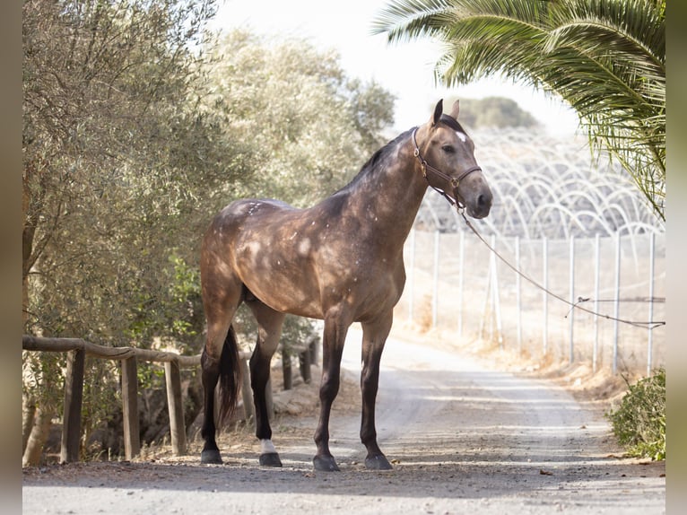 Spanish Sporthorse Stallion 5 years 16 hh Dun in Cala&#xF1;as