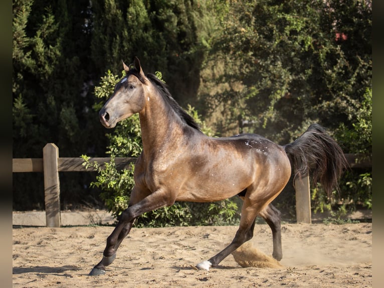 Spanish Sporthorse Stallion 5 years 16 hh Dun in Cala&#xF1;as