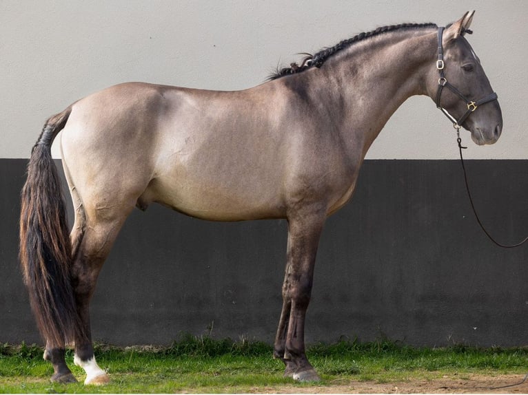 Spanish Sporthorse Stallion 5 years 16 hh Grullo in Navas Del Madroño