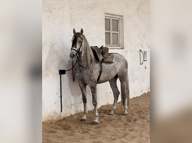 Spanish Sporthorse Stallion 5 years 16,1 hh Grey-Dapple in Santander