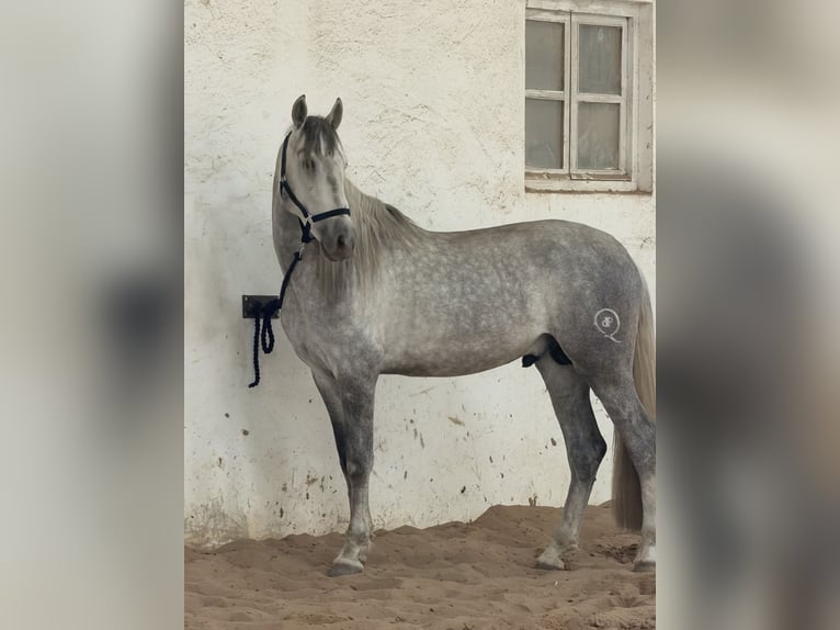 Spanish Sporthorse Stallion 5 years 16,1 hh Grey-Dapple in Santander