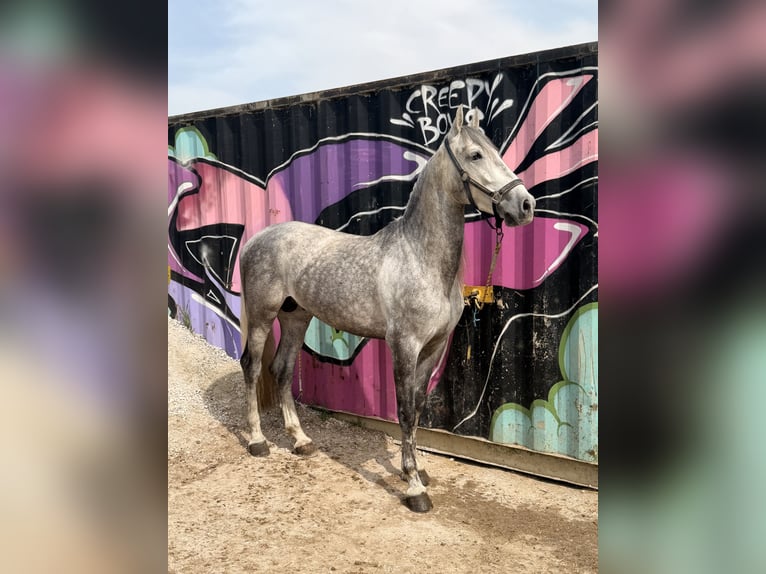 Spanish Sporthorse Stallion 5 years 16,1 hh Grey-Dapple in Santander