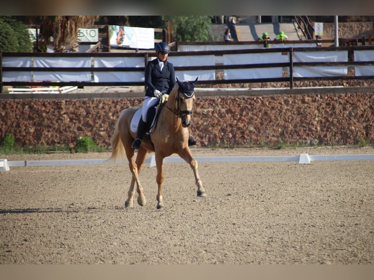Spanish Sporthorse Stallion 5 years 17 hh in Turis (Valencia)