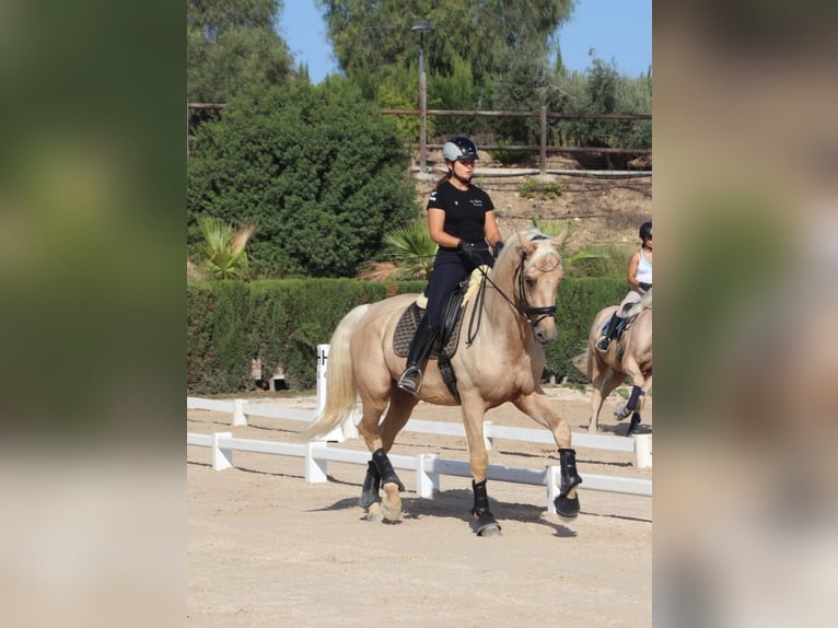Spanish Sporthorse Stallion 5 years 17 hh in Turis (Valencia)