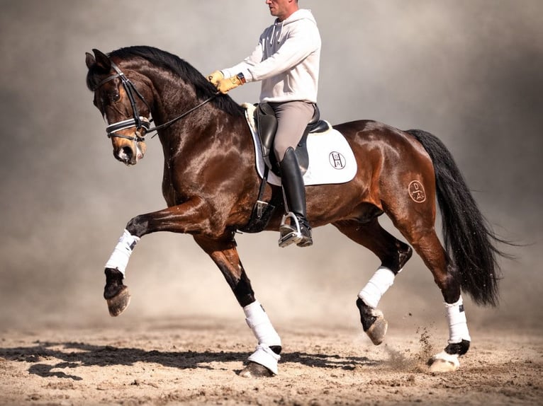 Spanish Sporthorse Stallion 6 years 16 hh Brown in Navas Del Madroño