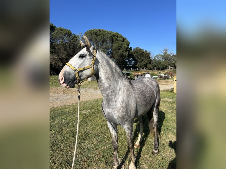 Spanish Sporthorse Stallion 6 years 16 hh Grey in Santa Maria De Palautordera