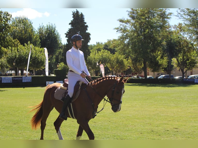 Spanish Sporthorse Stallion 6 years 16,1 hh Chestnut-Red in Burgos
