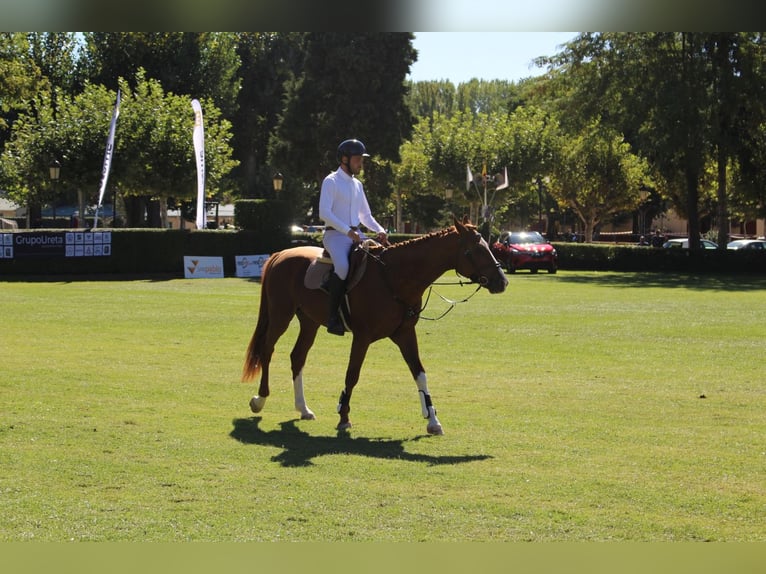 Spanish Sporthorse Stallion 6 years 16,1 hh Chestnut-Red in Burgos