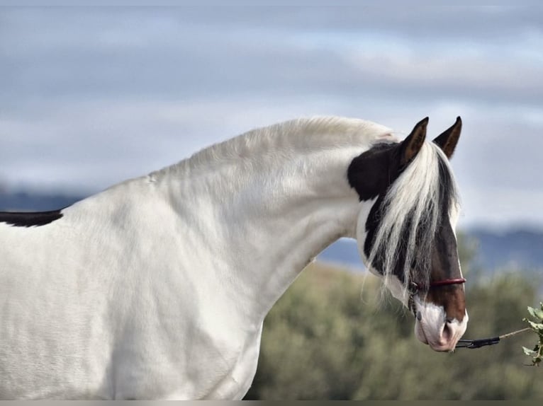 Spanish Sporthorse Stallion 6 years 16,2 hh Pinto in Sentmenat