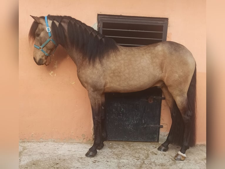 Spanish Sporthorse Stallion 7 years 16 hh Dun in Pedralba