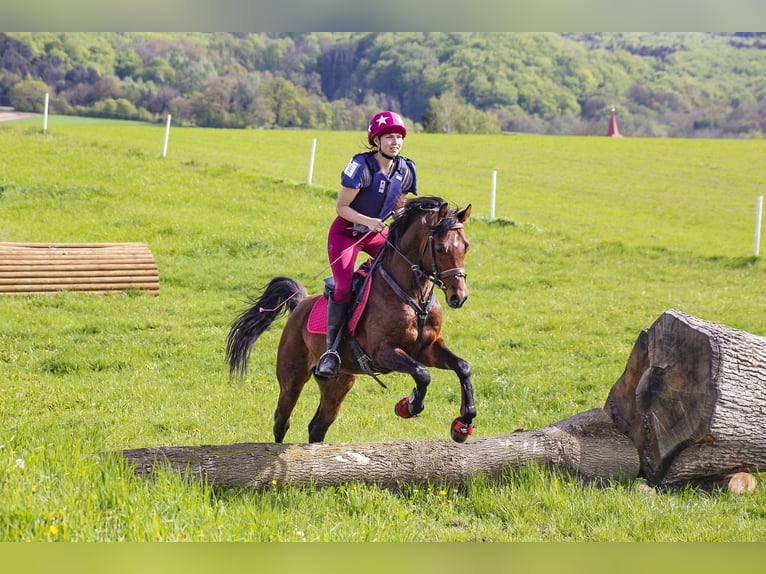 Spanish Sporthorse Stallion 9 years 15,1 hh Brown in S&#xF6;ll