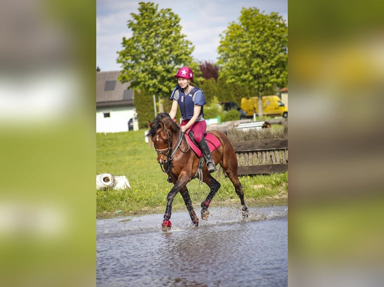 Spanish Sporthorse Stallion 9 years 15,1 hh Brown in S&#xF6;ll