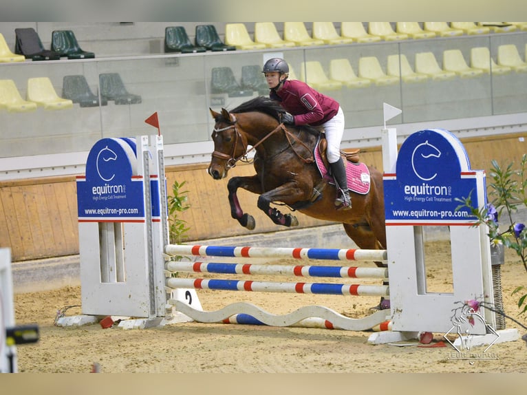 Spanish Sporthorse Stallion 9 years 15,1 hh Brown in S&#xF6;ll