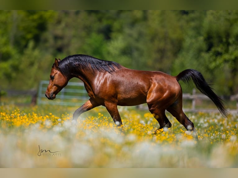 Spanish Sporthorse Stallion 9 years 15,1 hh Brown in S&#xF6;ll