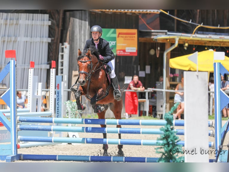 Spanish Sporthorse Stallion 9 years 15,1 hh Brown in S&#xF6;ll