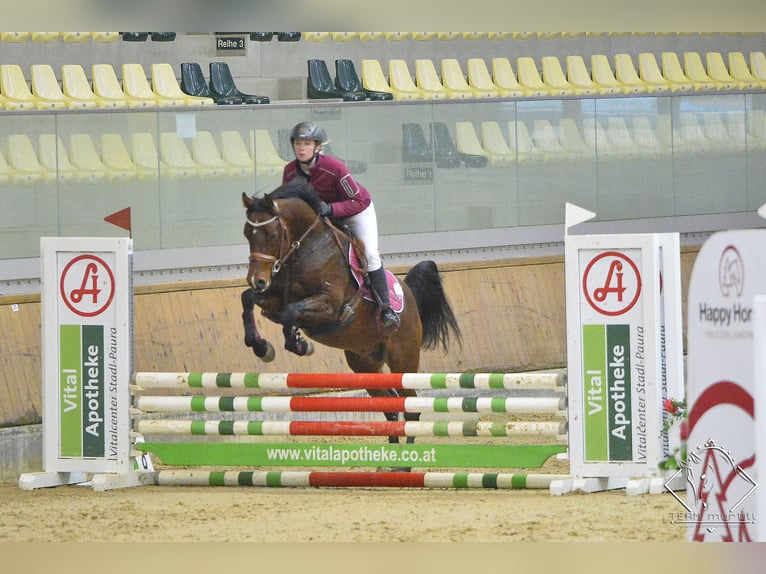 Spanish Sporthorse Stallion 9 years 15,1 hh Brown in S&#xF6;ll