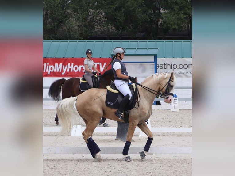 Spanish Sporthorse Mix Stallion 9 years 16,1 hh Palomino in Valencia