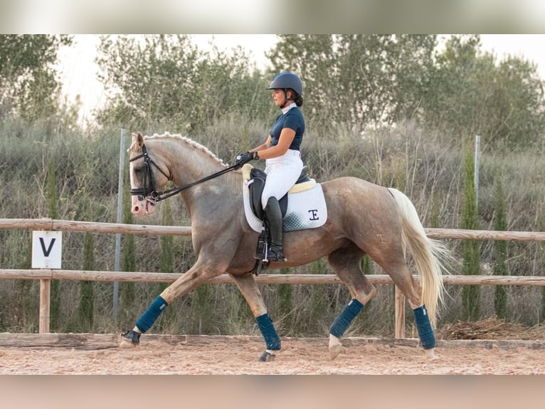Spanish Sporthorse Mix Stallion 9 years 16,1 hh Palomino in Valencia