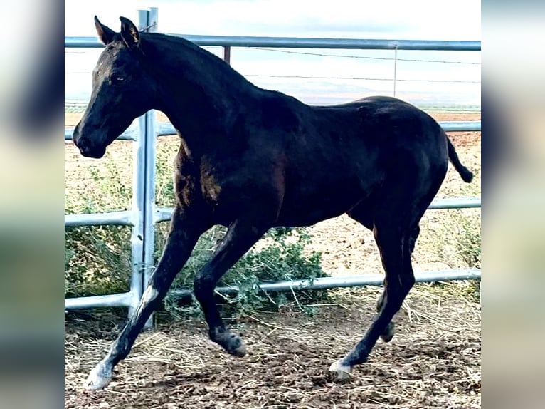 Spanish Sporthorse Stallion Foal (04/2025) 16 hh Black in Bienvenida