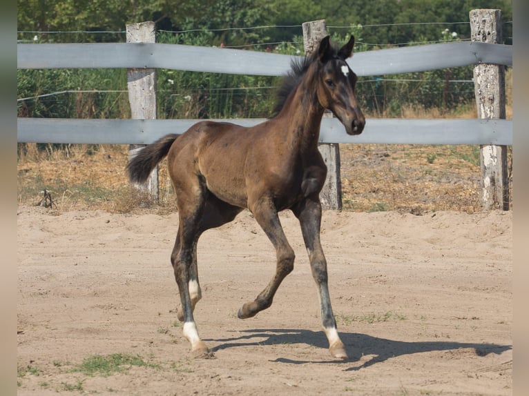 Spanish Sporthorse Stallion Foal (01/2025) Brown in Jerez De La Frontera