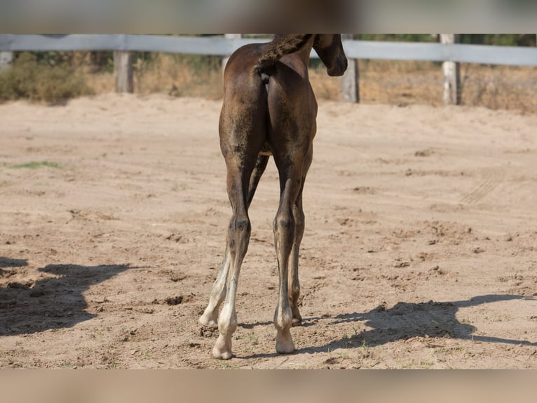 Spanish Sporthorse Stallion Foal (01/2025) Brown in Jerez De La Frontera