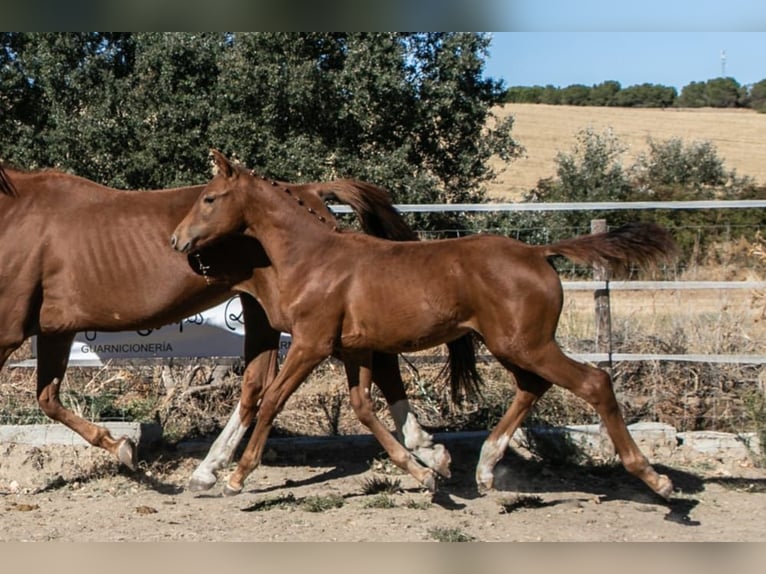 Spanish Sporthorse Stallion Foal (01/2025) Chestnut-Red in Zamora