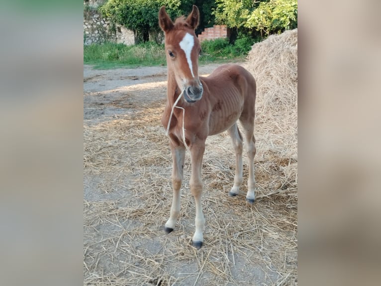 Spanish Sporthorse Stallion Foal (04/2026)  in Besalu