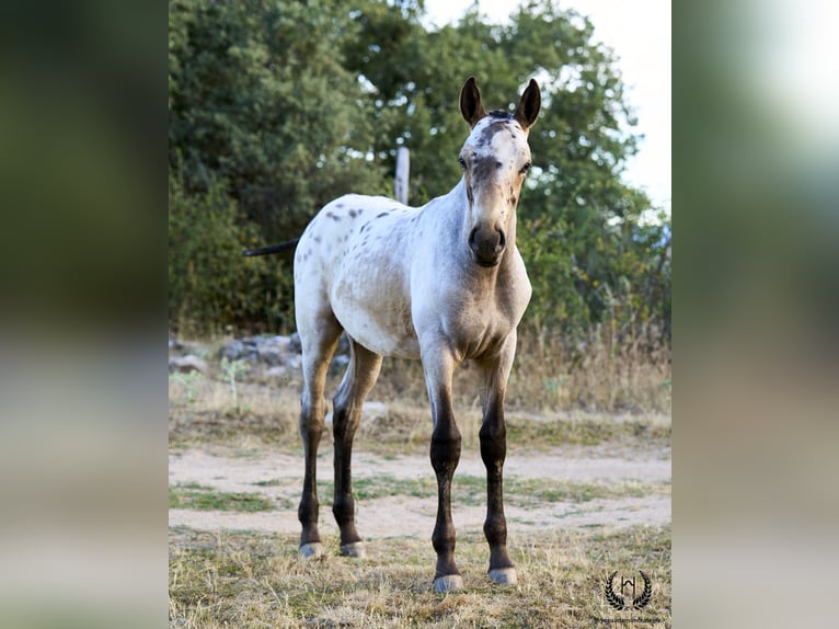 Spanish Sporthorse Stallion Foal (03/2024) Leopard-Piebald in Navalperal De Pinares