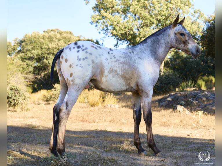 Spanish Sporthorse Stallion Foal (03/2024) Leopard-Piebald in Navalperal De Pinares