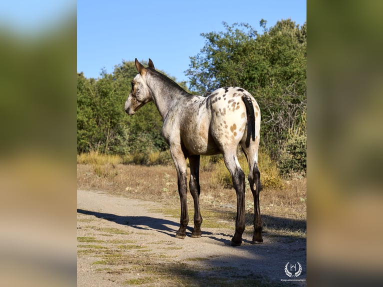 Spanish Sporthorse Stallion Foal (03/2024) Leopard-Piebald in Navalperal De Pinares