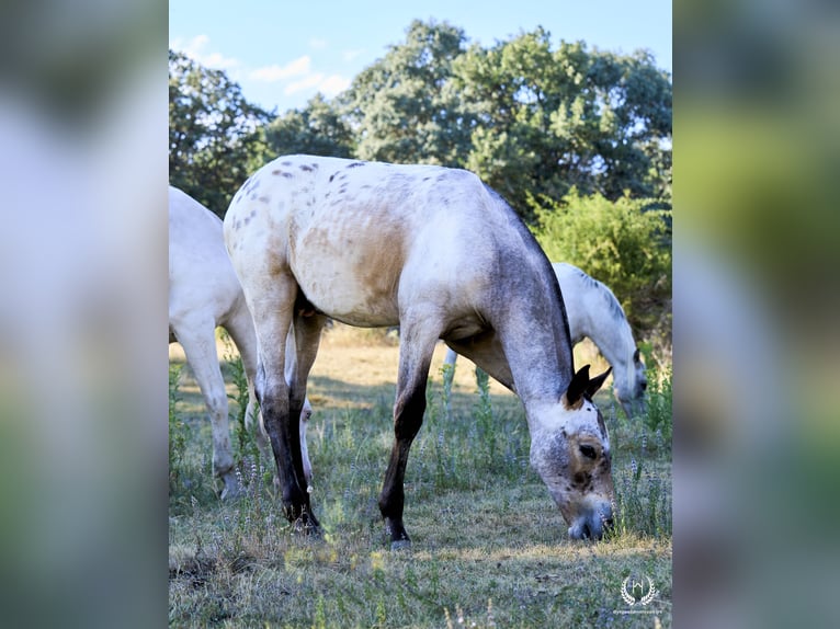 Spanish Sporthorse Stallion Foal (03/2024) Leopard-Piebald in Navalperal De Pinares