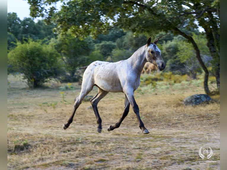 Spanish Sporthorse Stallion Foal (03/2024) Leopard-Piebald in Navalperal De Pinares