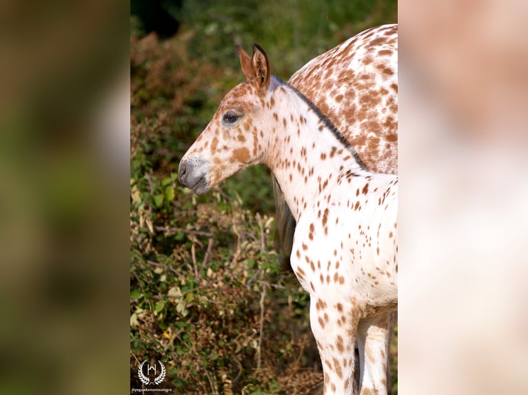 Spanish Sporthorse Stallion Foal (07/2026) Leopard-Piebald in Navalperal De Pinares