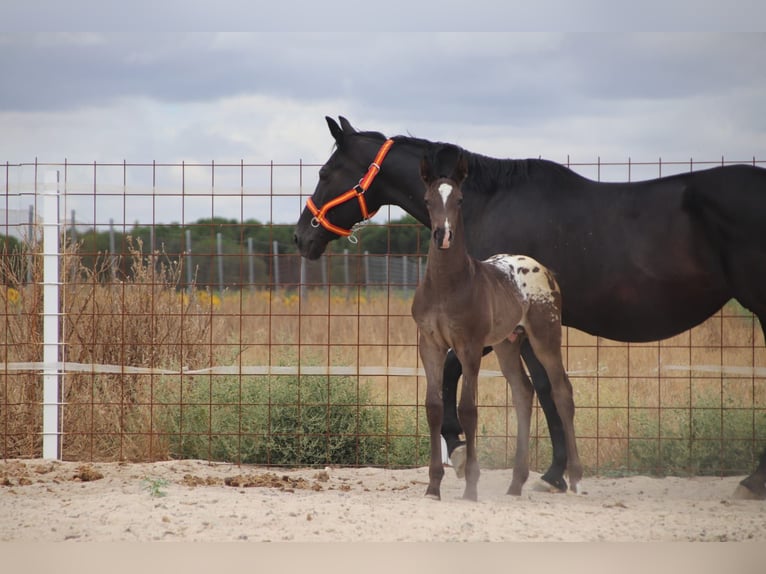Spanish Sporthorse Stallion Foal (01/2025) Leopard-Piebald in ZAMORA