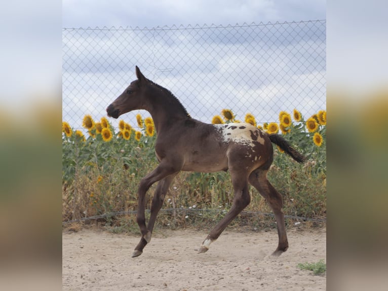 Spanish Sporthorse Stallion Foal (01/2025) Leopard-Piebald in ZAMORA