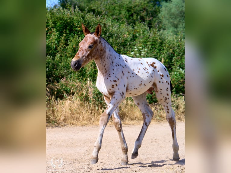 Spanish Sporthorse Stallion Foal (05/2026) Leopard-Piebald in Navalperal De Pinares