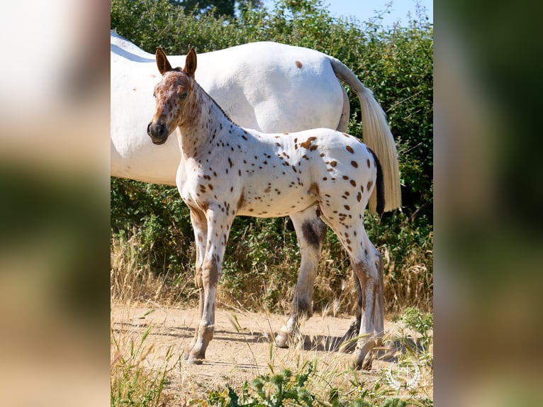 Spanish Sporthorse Stallion Foal (05/2026) Leopard-Piebald in Navalperal De Pinares