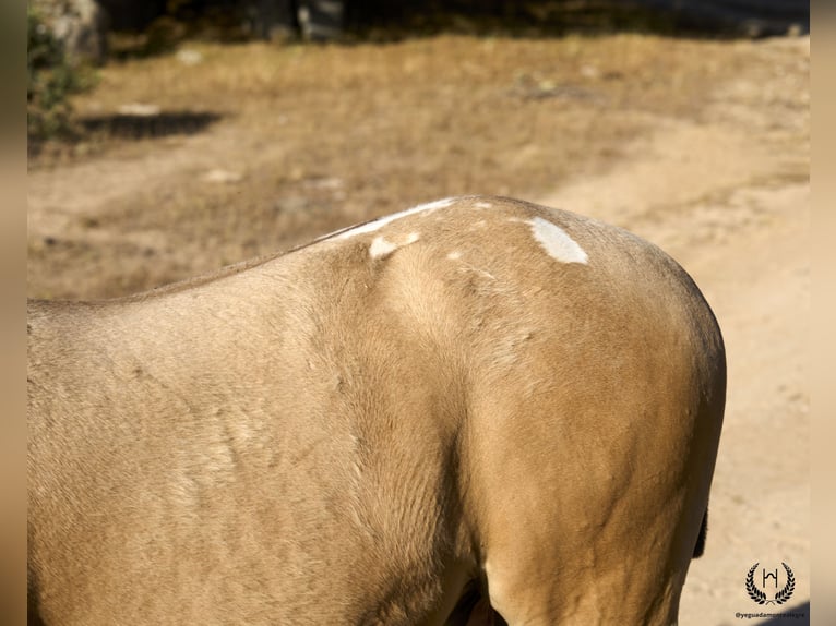 Spanish Sporthorse Stallion Foal (05/2024) Leopard-Piebald in Navalperal De Pinares