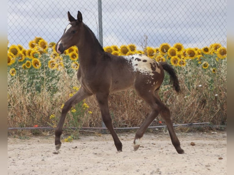 Spanish Sporthorse Stallion Foal (01/2025) Leopard-Piebald in ZAMORA