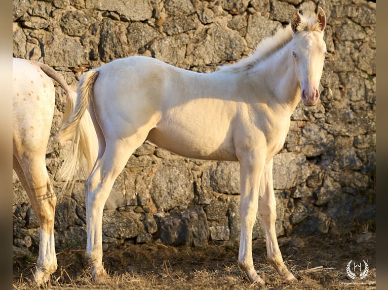 Spanish Sporthorse Stallion Foal (05/2024) Perlino in Navalperal De Pinares